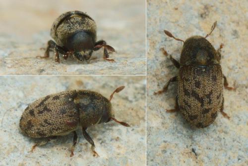 Réf. 201 993 : Hylesinus varius